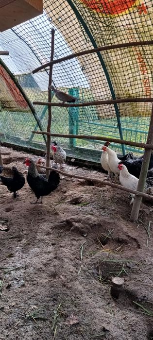 Koguty liliput liliputy karzełek polski