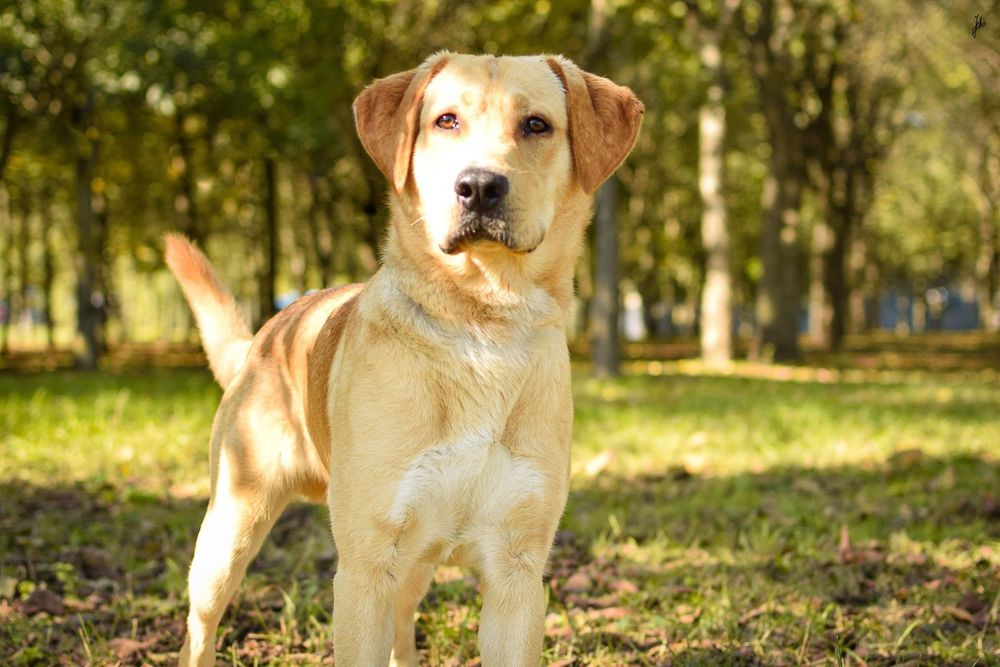 Młody psiak w typie labradora czeka ja cierpliwy dom - adoptuj