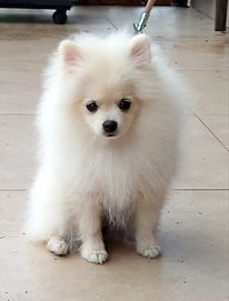 Pomeranian szpic miniaturowy ZkwP FCI