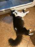 Kocurek Shiro szuka domu kot do adopcji