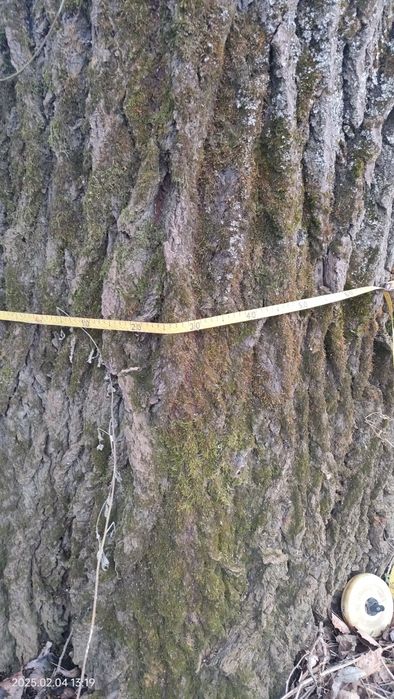 Topola drzewa na pniu do ścięcia we własnym zakresie