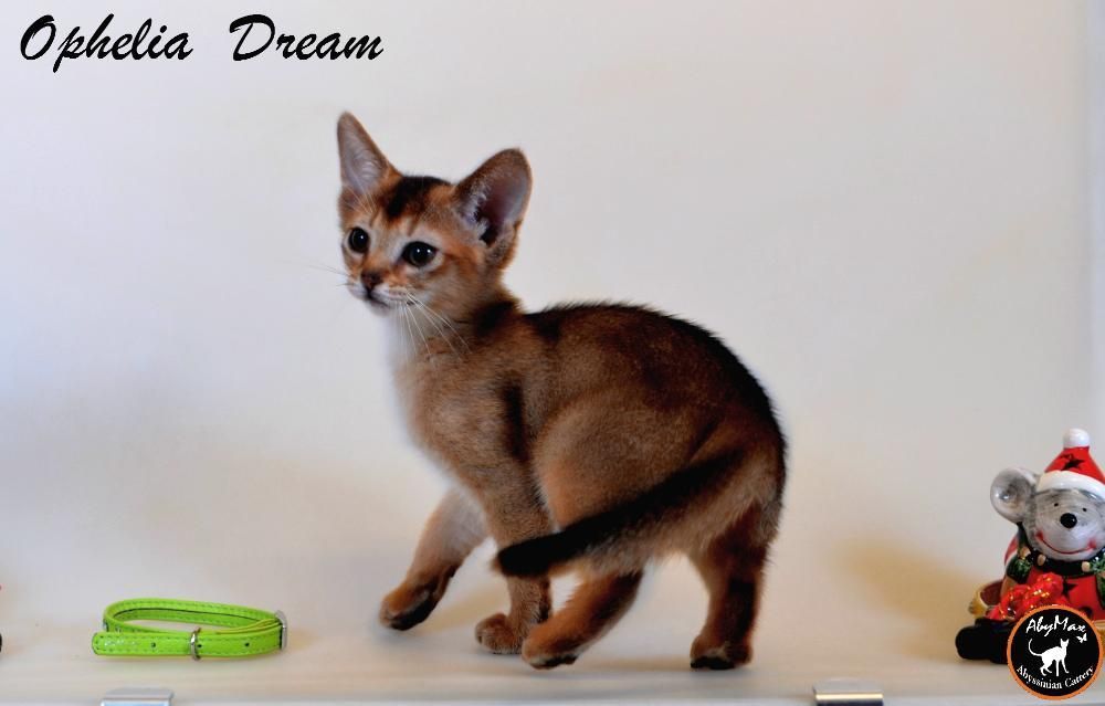 Абиссинские котята – кошки вашей мечты .