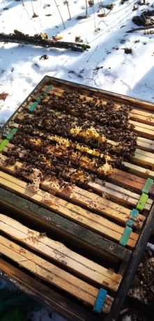 Rodziny pszczele przezimowane