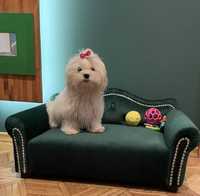 Legowisko kanapa sofa posłanie dla psa York Chihuahua szpic Maltańczyk
