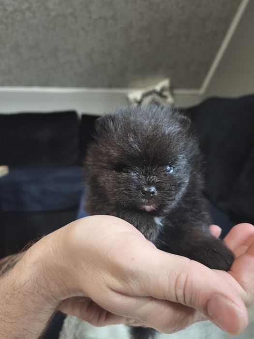 Szpic miniaturowy pomeranian