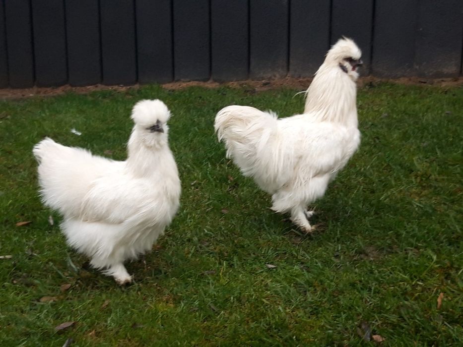 Kury  ozdobne  SILKA  SILKI  jedwabiste  OSTATNIA  PARA