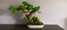Drzewko BONSAI duże  mech chrobotek