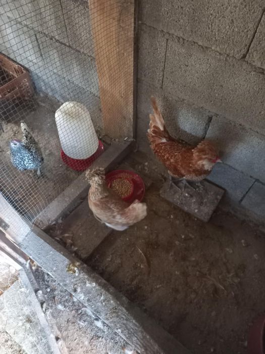 Casal de paduanas adultos