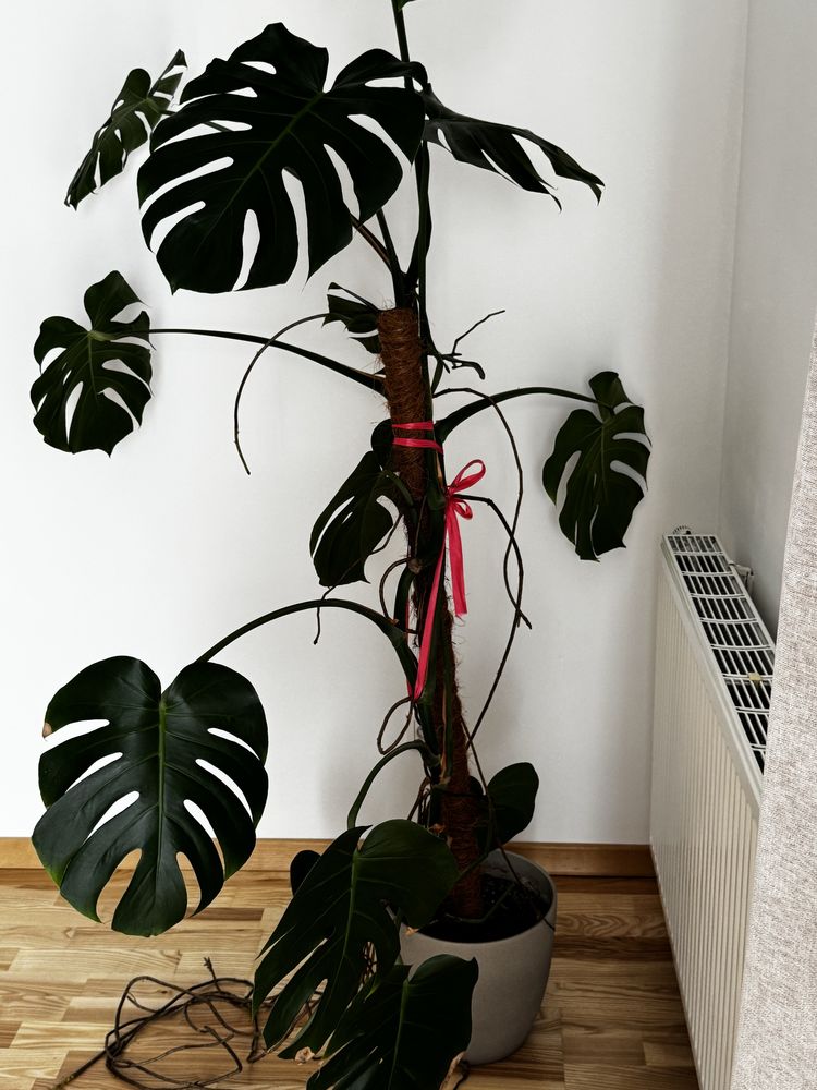Monstera w doniczce