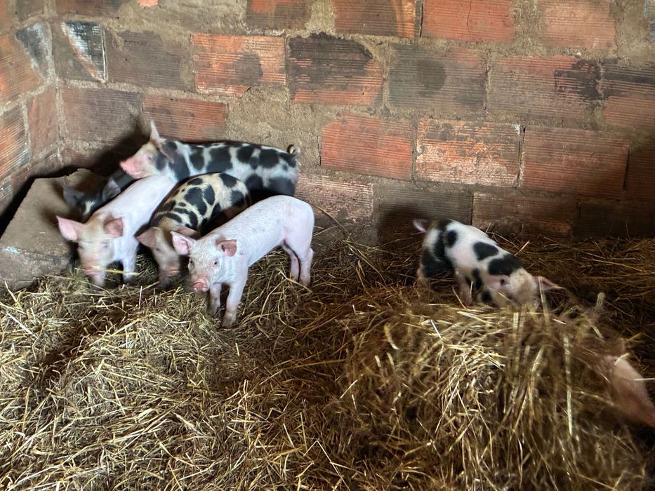 Leitão boa raça bio