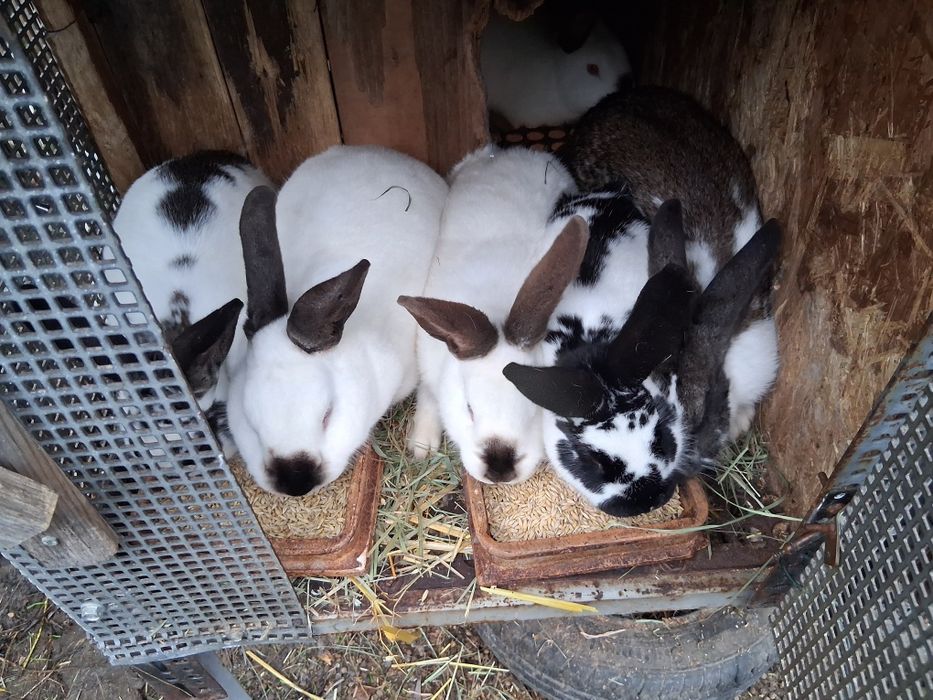 Króliki młode mięszane