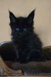 Czarny kocurek Maine Coon