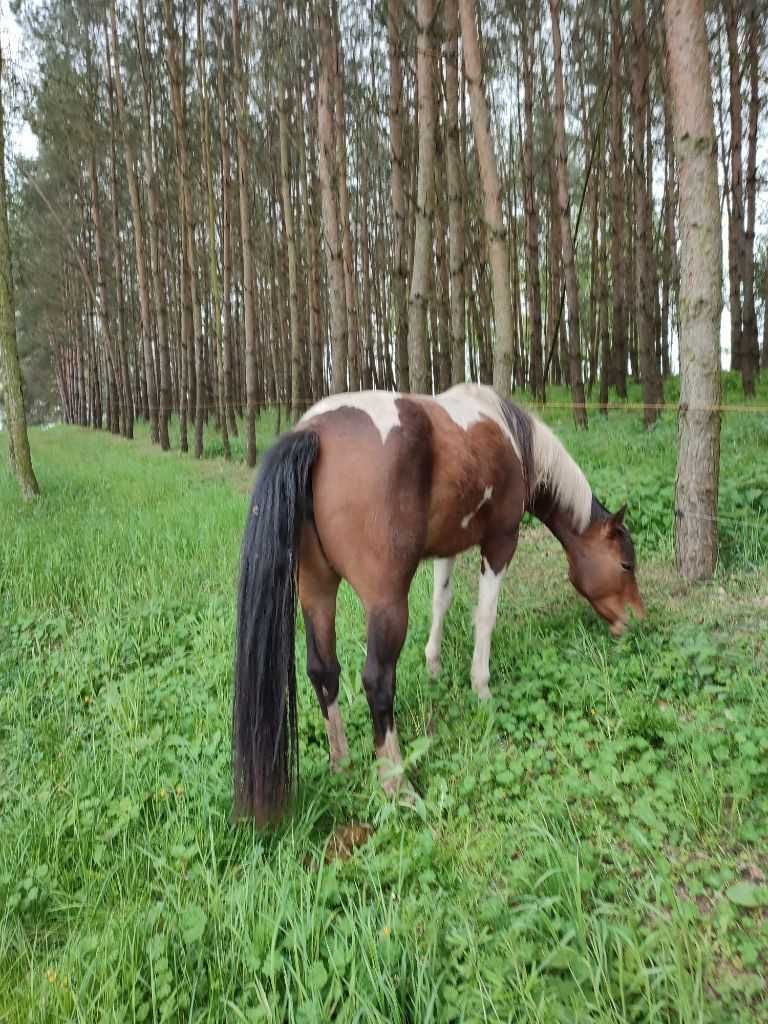 Sprzedam klacz 3-letnią APH