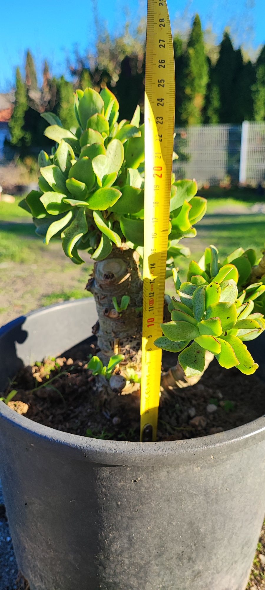 Planta suculenta