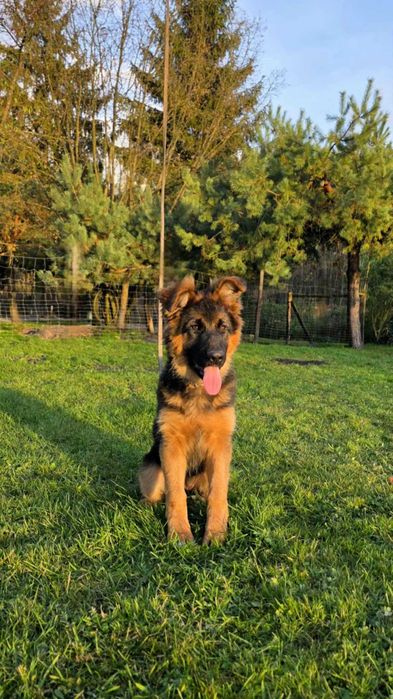 Owczarek Niemiecki suczka