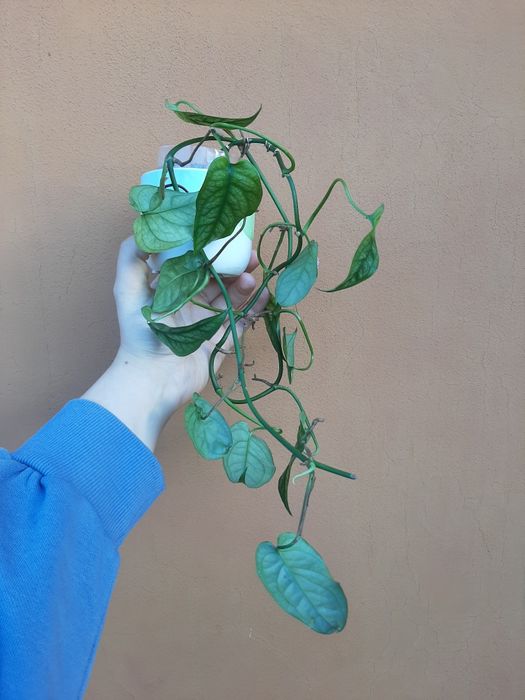 Monstera siltepecana