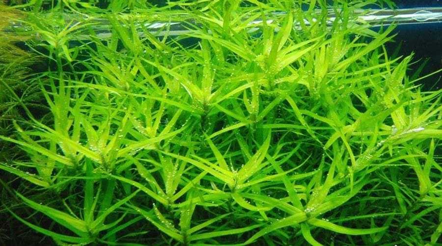 Гетерантера остролистная. Аквариумные растения