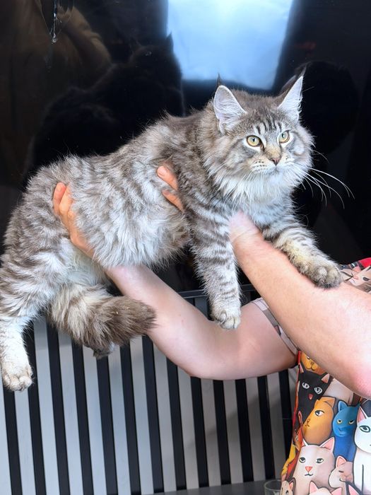 Maine Coon boy silver