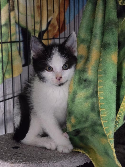 Kociaczki do adopcji od zaraz