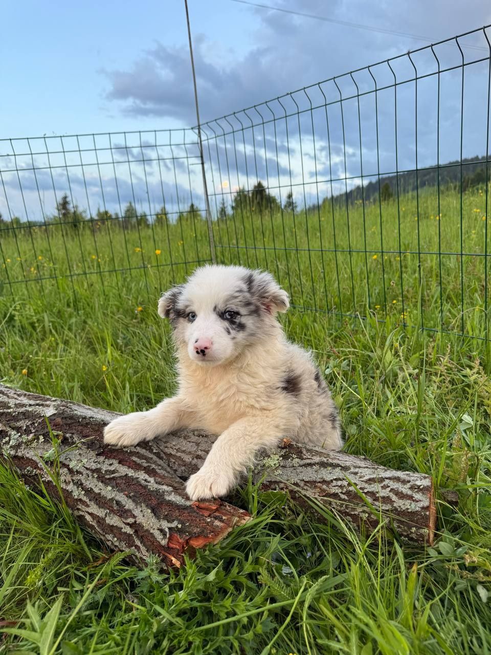 Чистокровні підрощеніі Border Collie