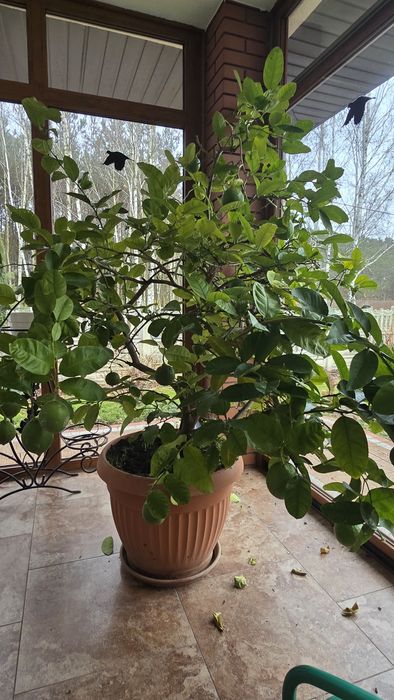 Sprzedam drzewko cytryny