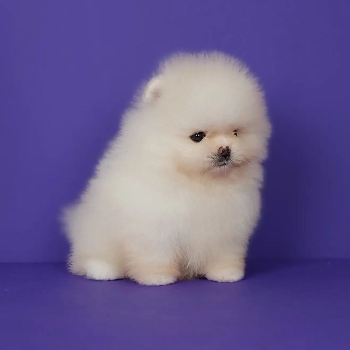 Мальчик и девочка померанского шпица