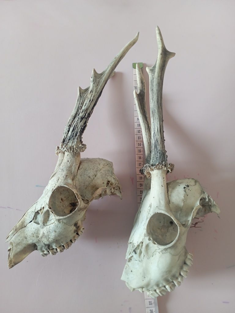 czaszki 2 szt i 6 parostków