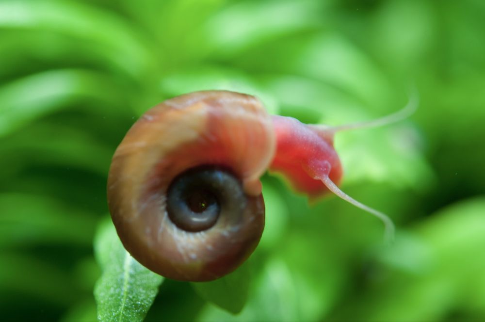 Planorbis caracois unicos limpeza de aquario sem danificar plantas