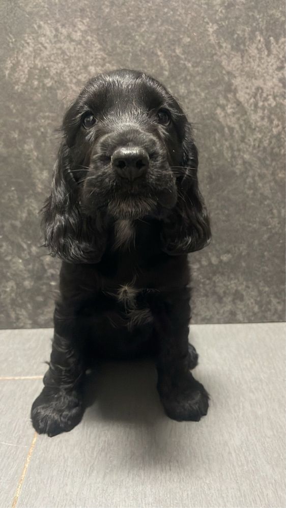 Cocker Spaniel Femea 2 meses