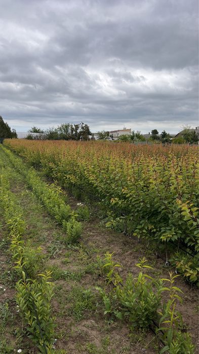 Саджанці персику, ніктарину/ саженцы персика, нектарина