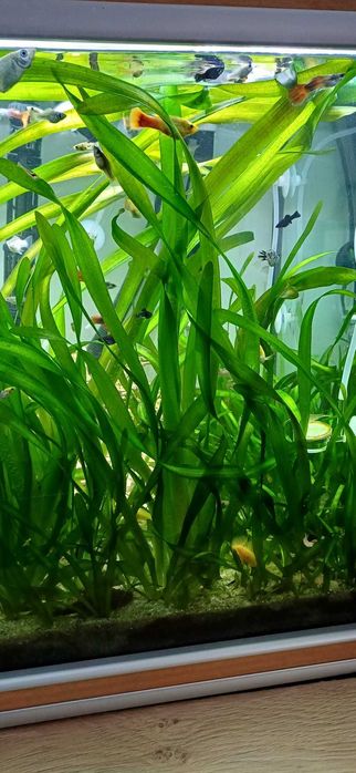 Vallisneria Gigantea e Cryptocoryne Wendtii, Plantas aquário agua doce