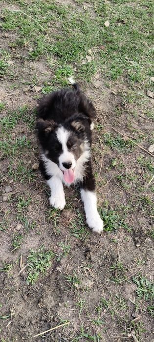 Border Collie ur.09. 06. 2025 ( Suczka  )