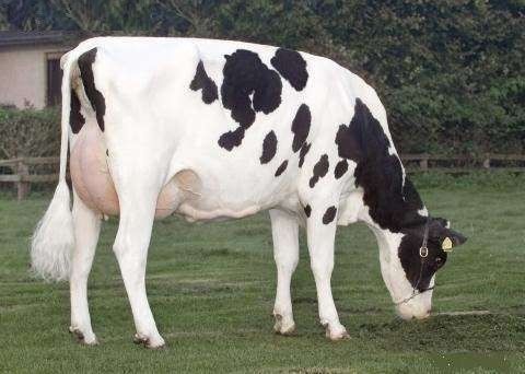 Krowy pierwiastki jałòwki cielne HF