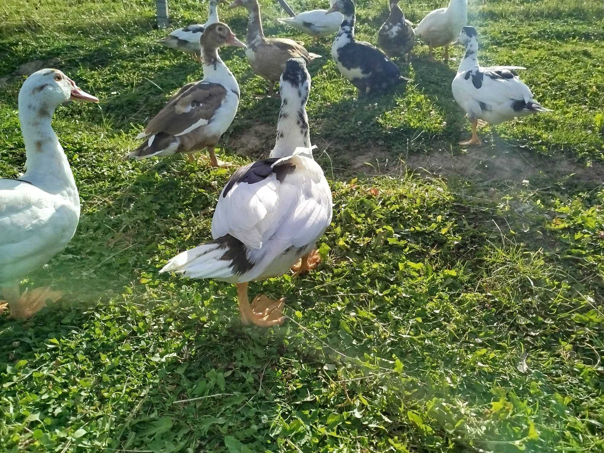 Kaczki Biegusy kury ozdobne