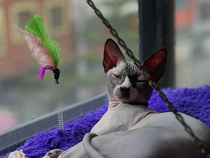 Канадский сфінкс хлопчик у розведення.  вік 1,5 місяці