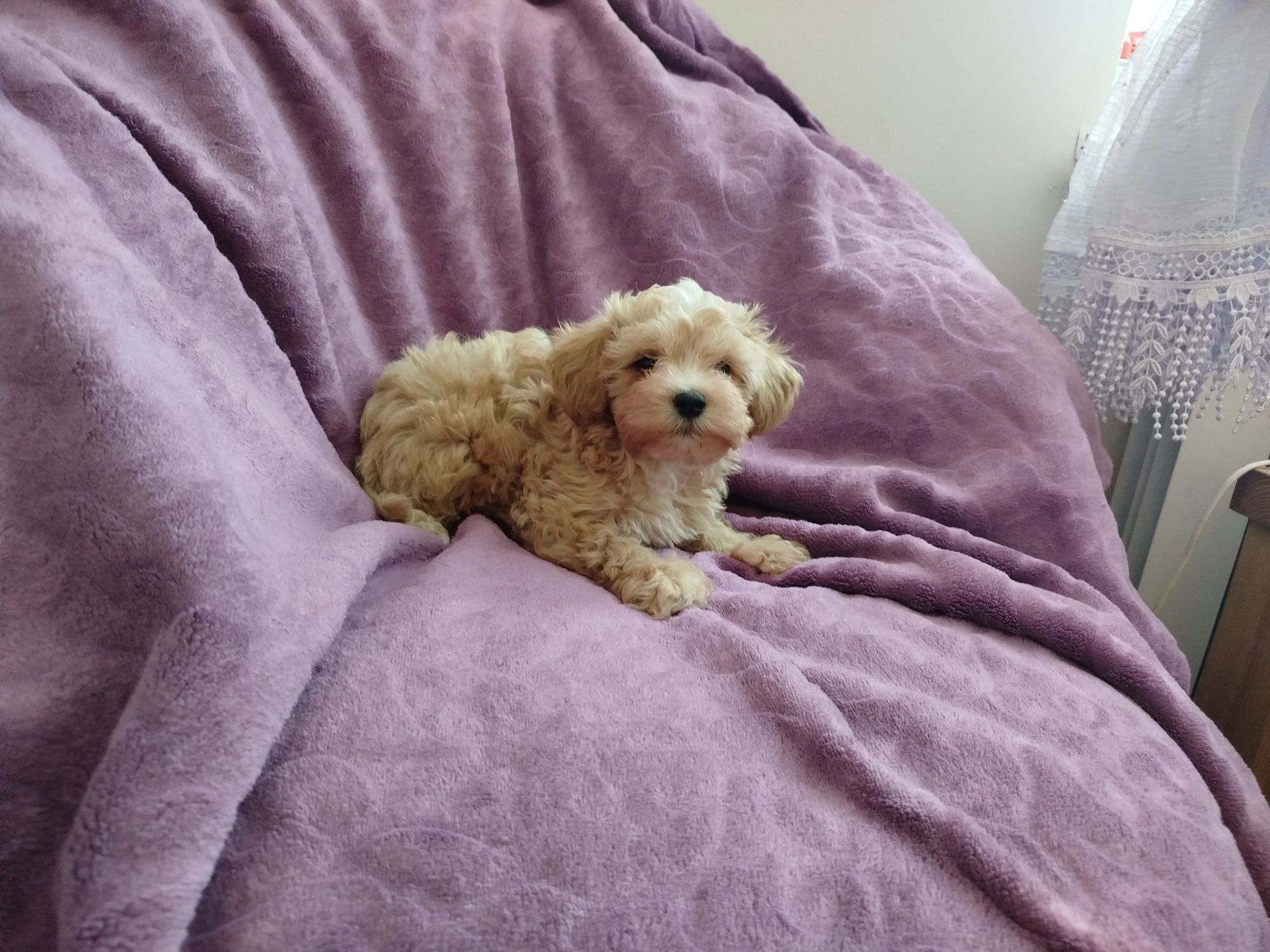 Piesek maltipoo//