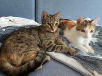 Bella i Mulan, młode kotki do adopcji, bura i tricolor wykastrowane