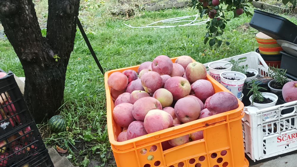 Продам яблука - Спартан (солодкі,соковиті) Ціна договірна