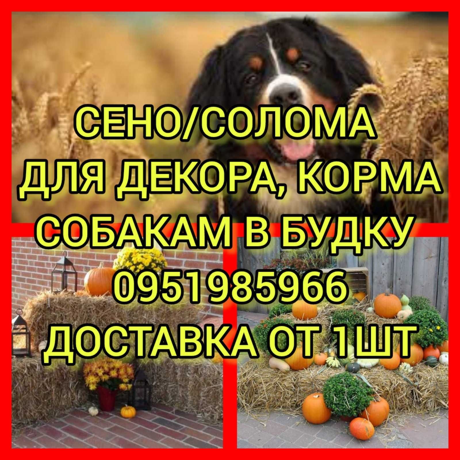 Сено в тюках с доставкой, сіно в тюках злаки и другие виды.