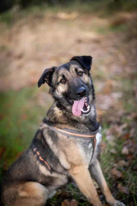 Miłość ma cztery łapy i nazywa się Szyszek (dom poszukiwany)