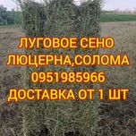 СІНО З ДОСТАВКОЮ в тюках мешках, сено тимофеевки и др. Есть б.н.