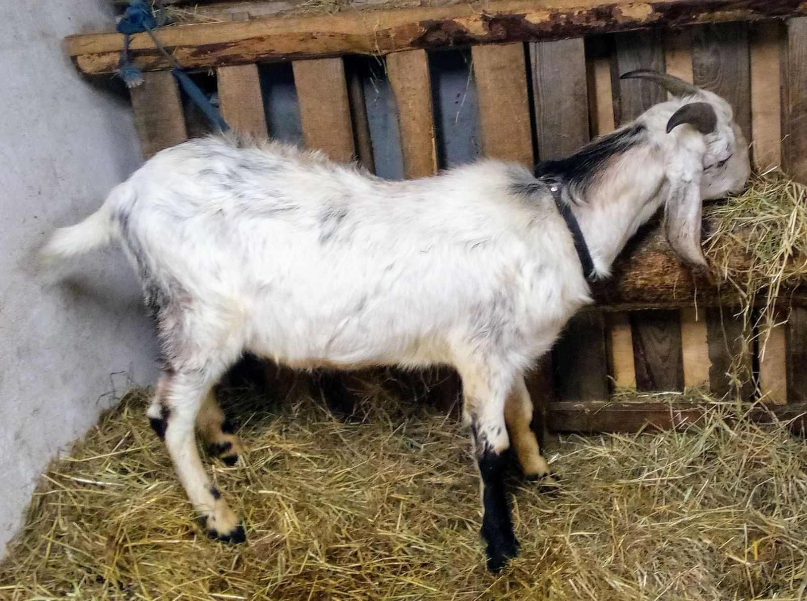 Kozioł AN, Anglonubijski