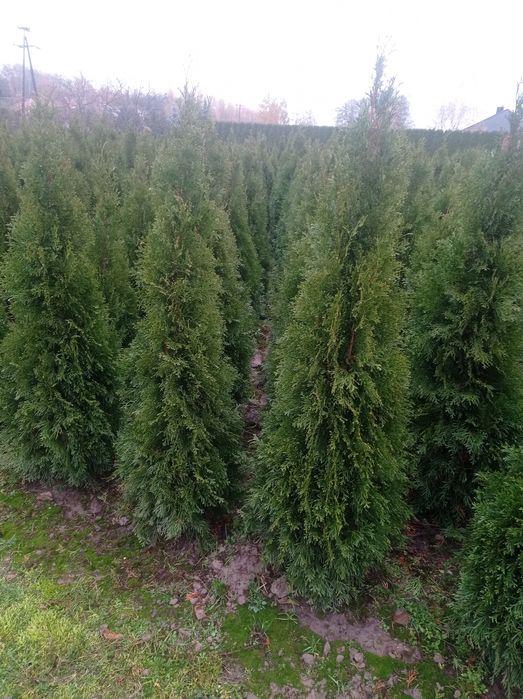 Thuja szmaragd od 100cm
