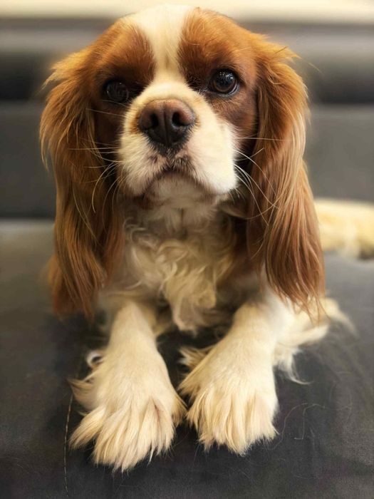 Reproduktor Cavalier King Charles Spaniel, oferta krycia