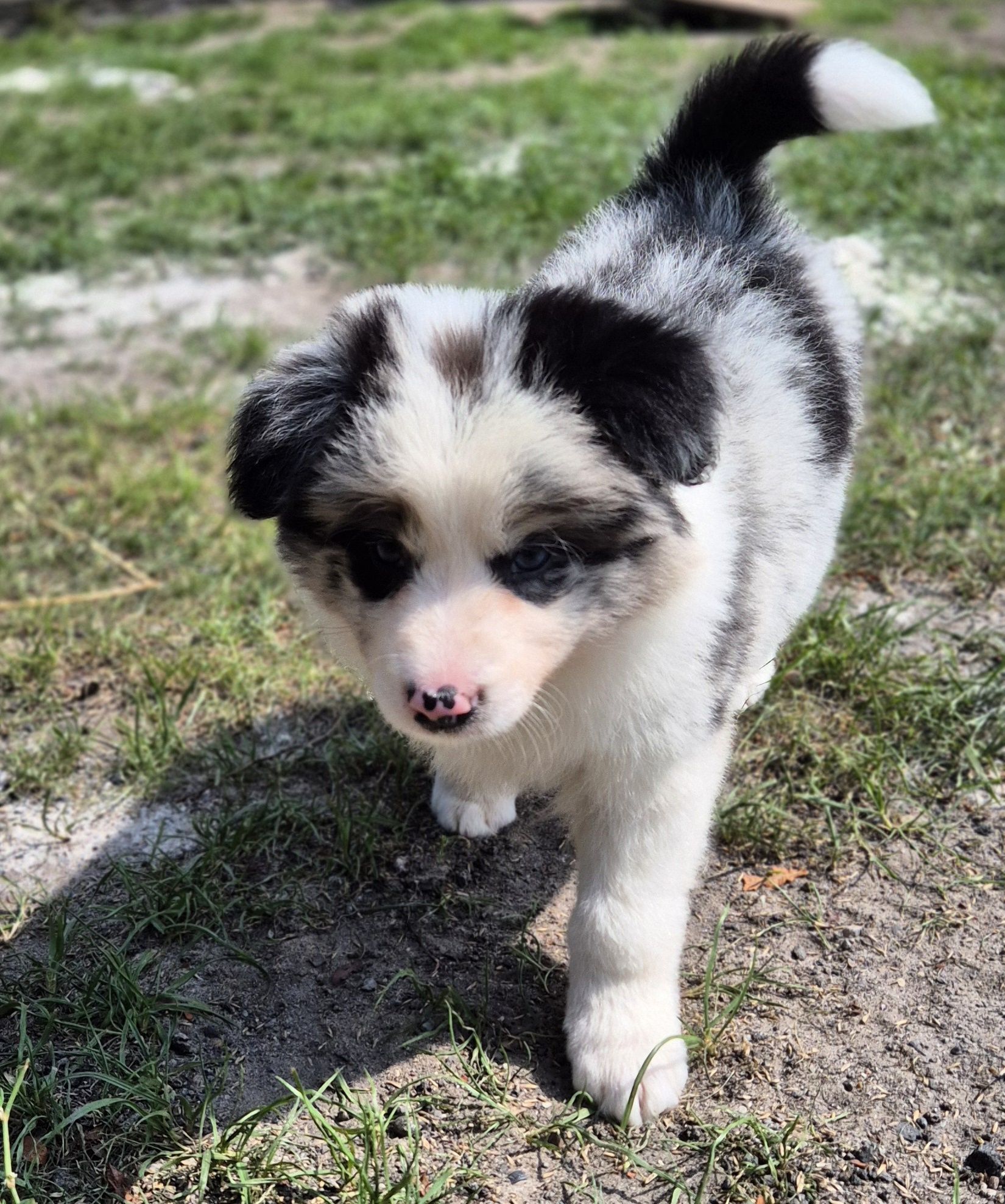 Suczka border collie