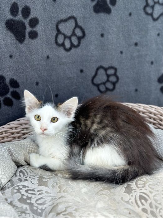 Кошеня 3 місяці (хлопчик)