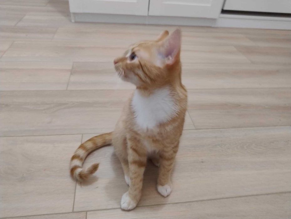 Kocurek szuka kochającego domu - ma ok. 7mcy