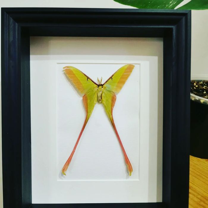 Actias dubernardi real