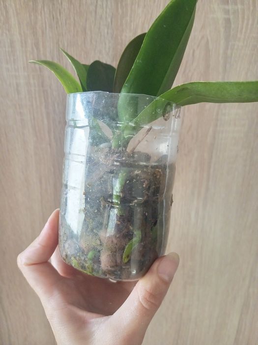 Продам дорослу рослину Лакі Кет