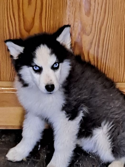 Siberian Husky Rodowodowa suczka